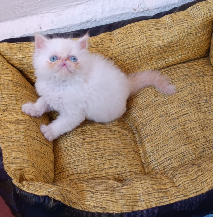 Persan chaton blanc