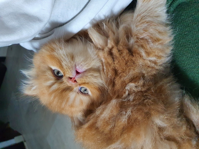 Chatons Persans Imalaya