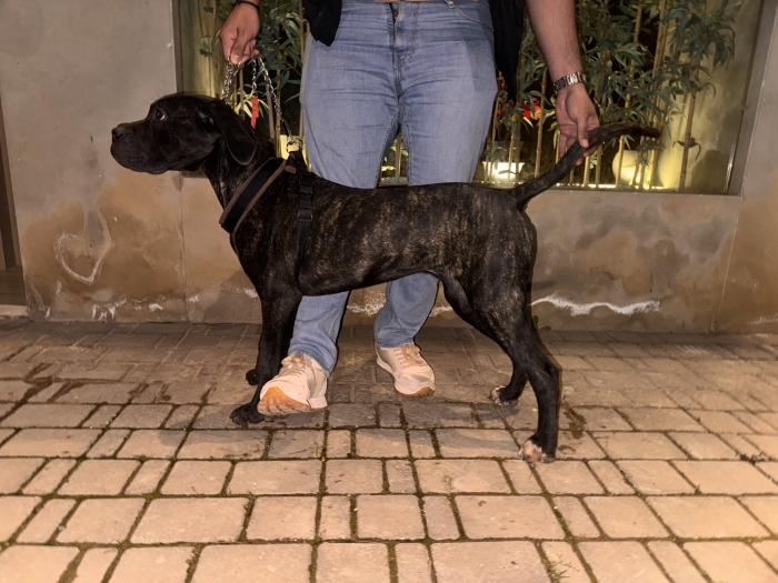 Cane corso femelle pedigree