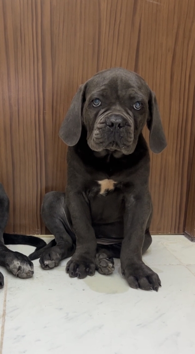 Chiots cane corso hyper type