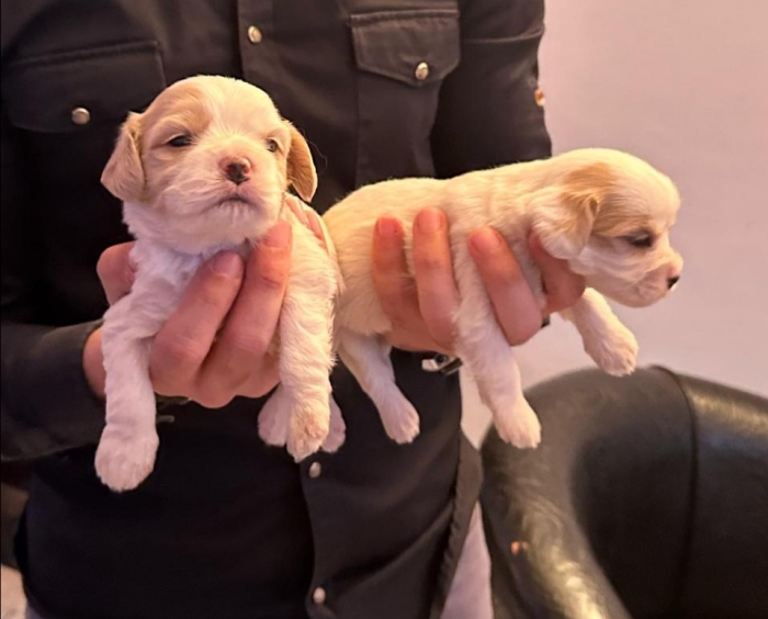 Cavalier king charles