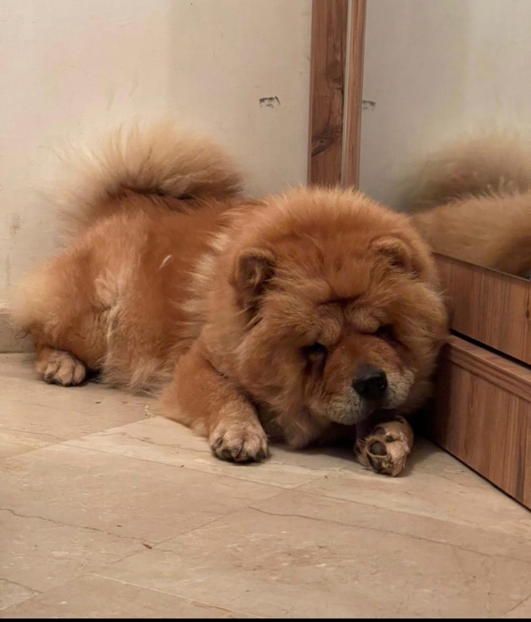 Chow-chow