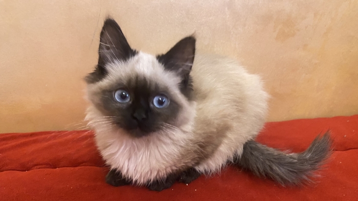 Chaton balinais femelle