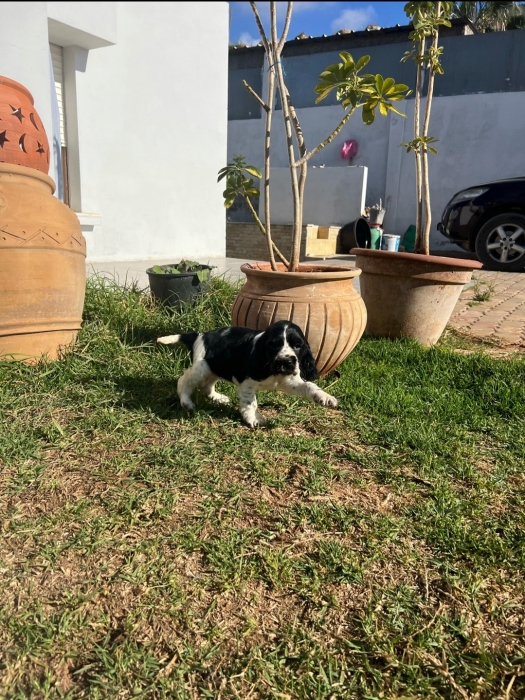 Cocker Anglais ✨ Photos réelles 📸