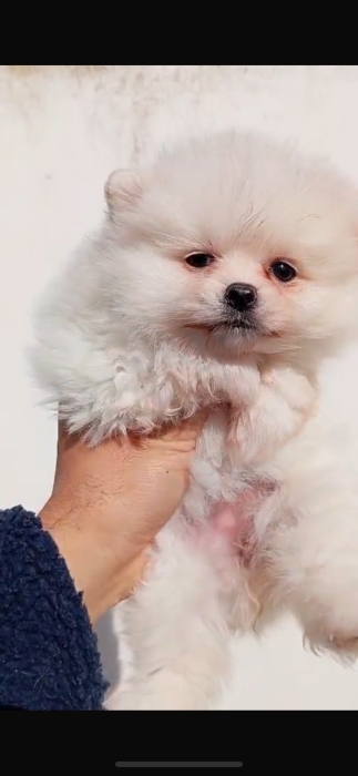 Spitz nain femelle 2 mois