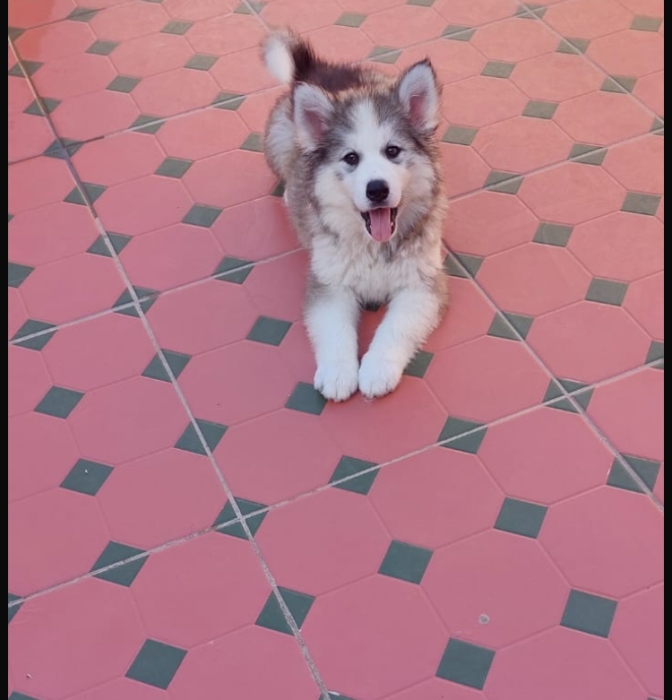 Chiots à vendre malamute d’Alaska