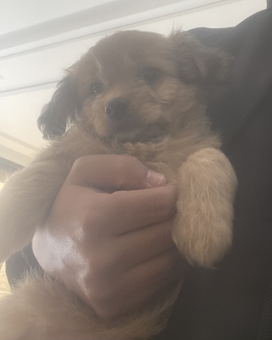 Bichon maltais de 2 mois