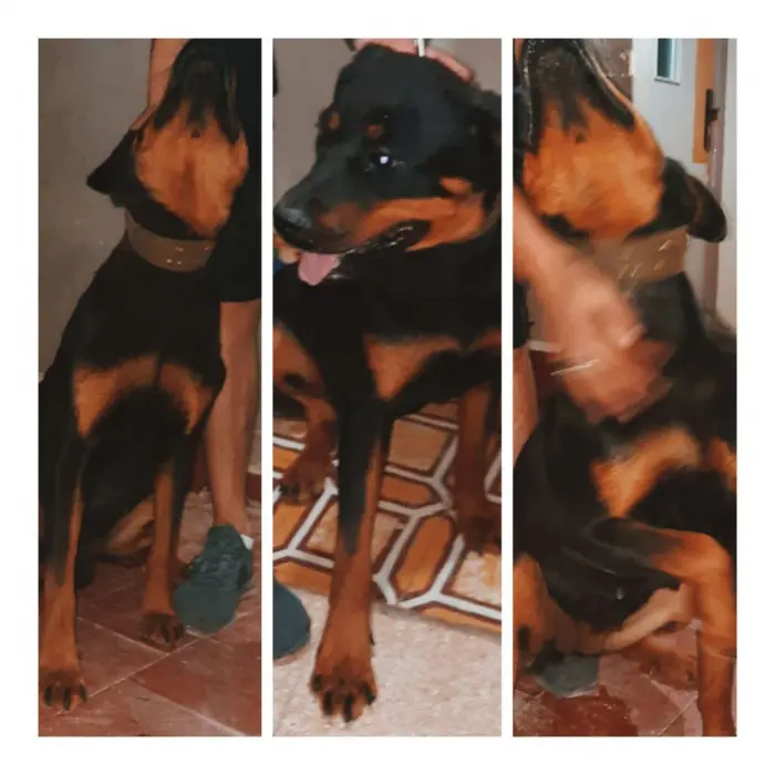 Femelle rottwailer avec carnet vaccin