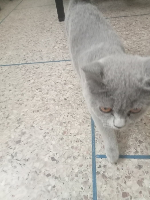 Chats scuitchy anglais