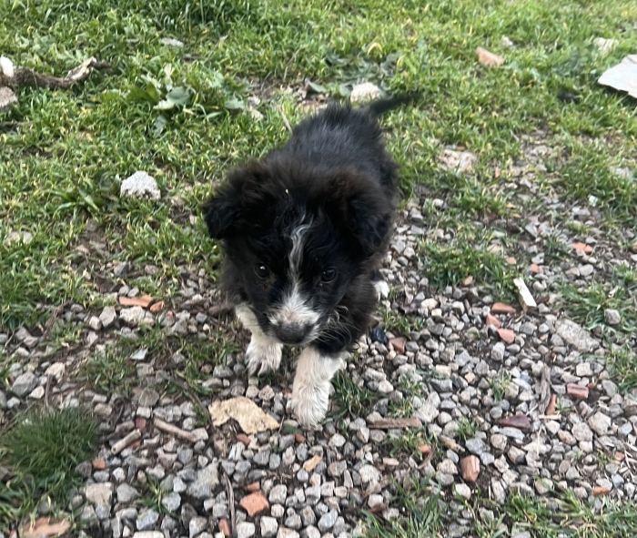 Aïdi / Berger de l’Atlas