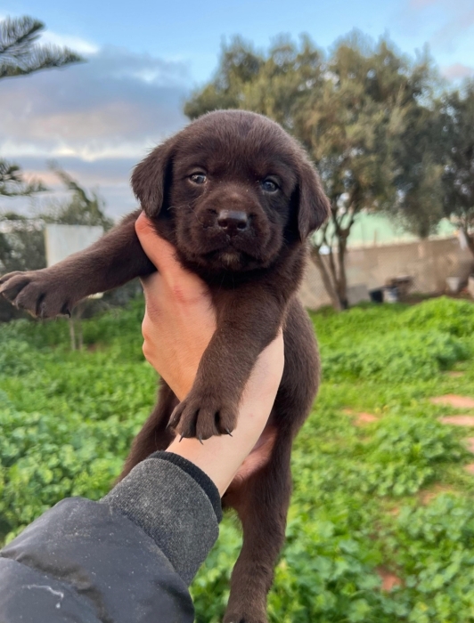 Labrador Chocolat 🍫