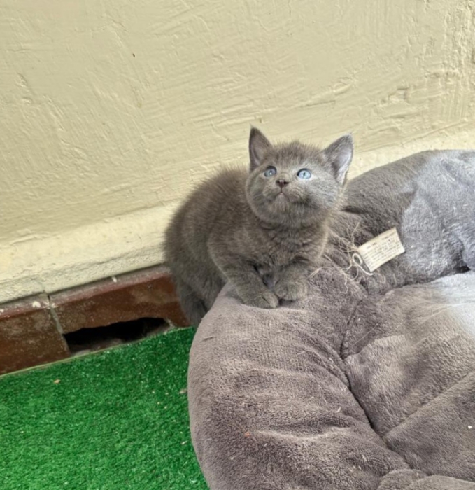 Chartreux kitten