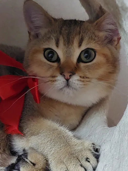 Chaton de pure race Scottish Straight