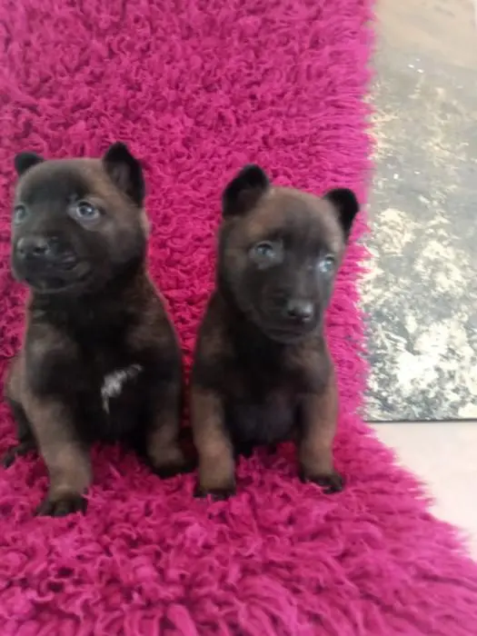 chiots malinois pur race age de 30 jour
