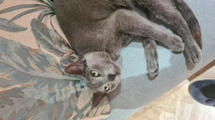 Chat bleu russe à offrir