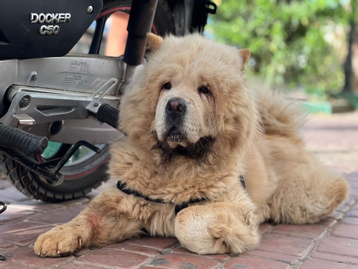Chowchow