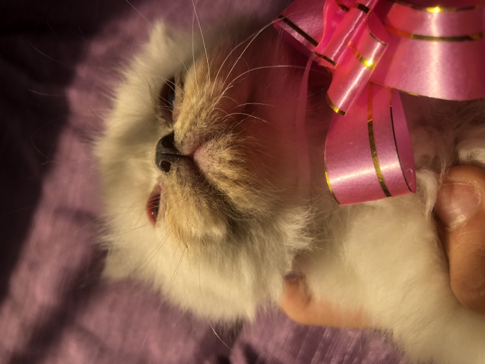 Chat persan mâle et femelle