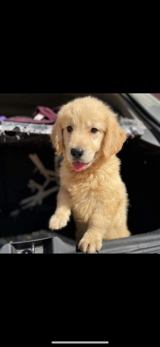 golden retriever