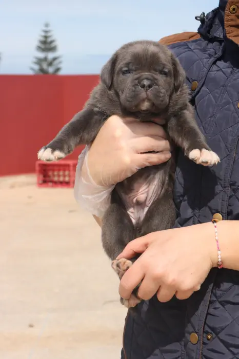 Cane Corso