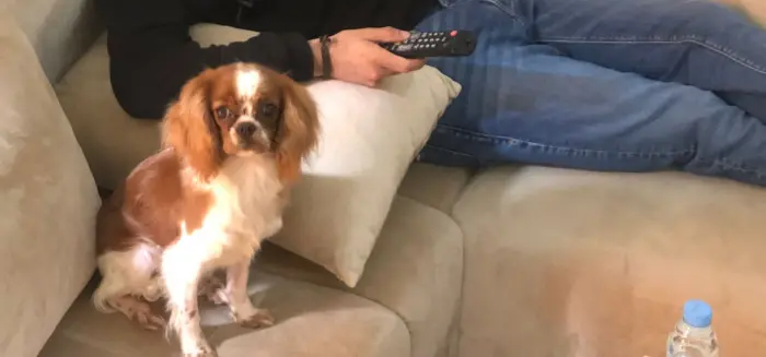 Femelle Cavalier King Charles bicolore