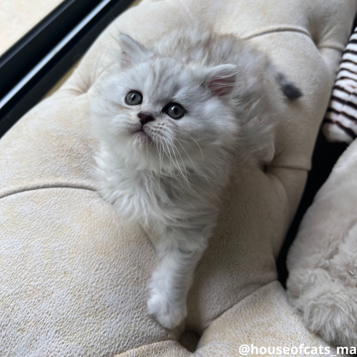 Scottish straight et fold