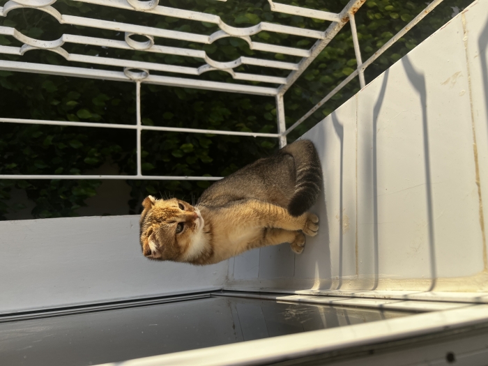 Scottish fold a vendre