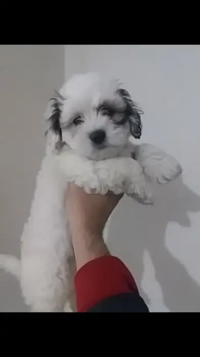 Bichon male panda