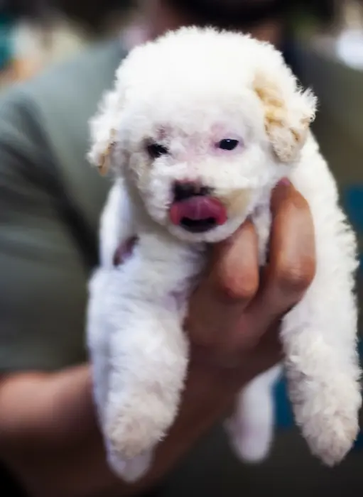 chiot femelle poodle miniature