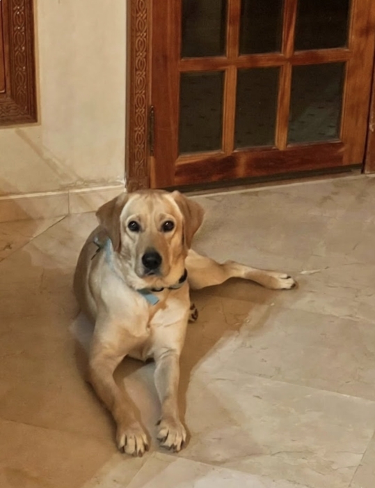 Chien labrador pour adoption