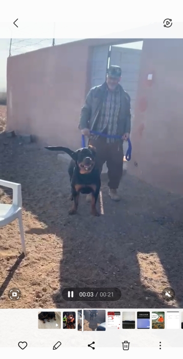 Rottweiller pedigrée