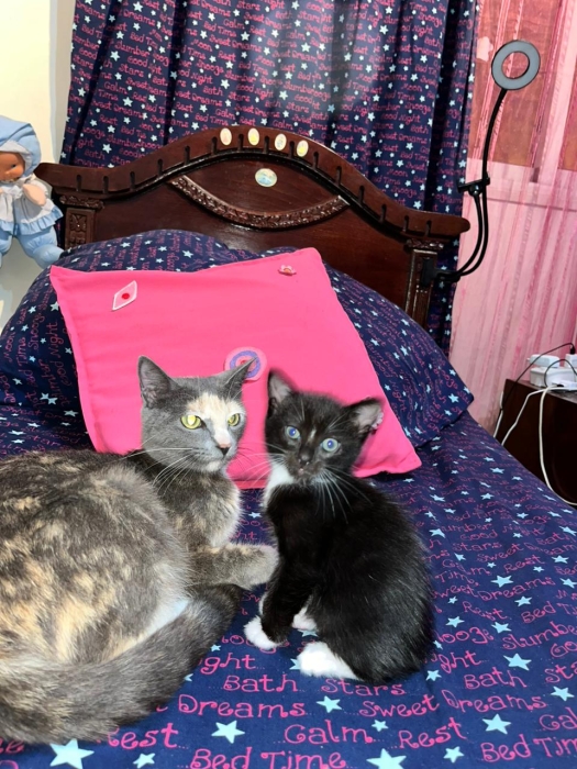 Châteaux pour adopter