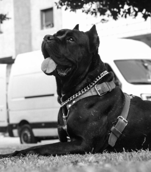 Très belle femelle Cane corso