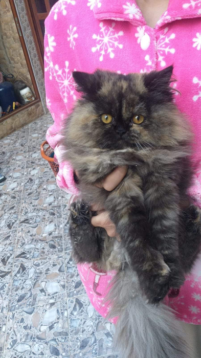 2 chats Femelles Persan