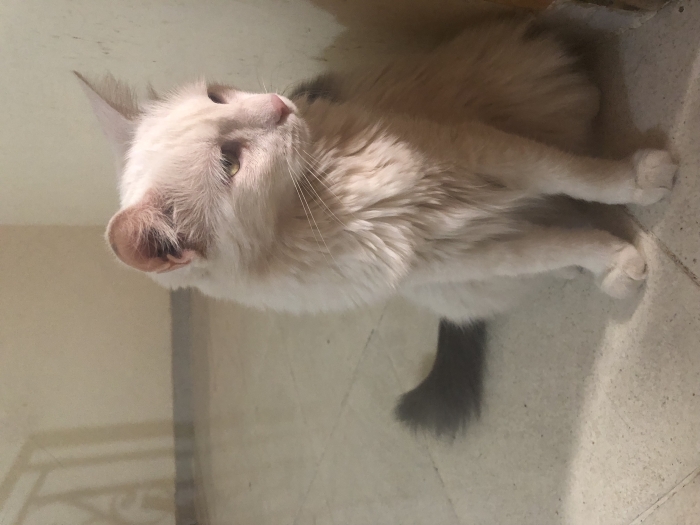 Chatte vaccinée à adopter