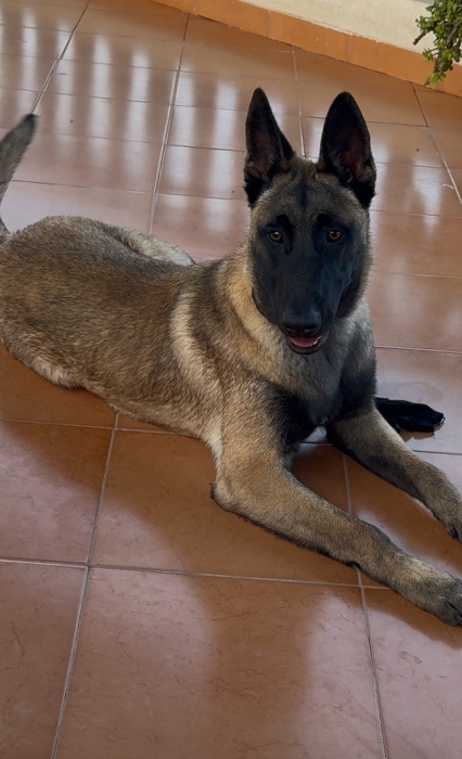 Malinois veuf charbonne grand gabarit