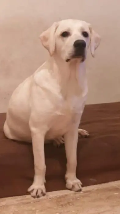 Labrador retriever Malle/Femelle