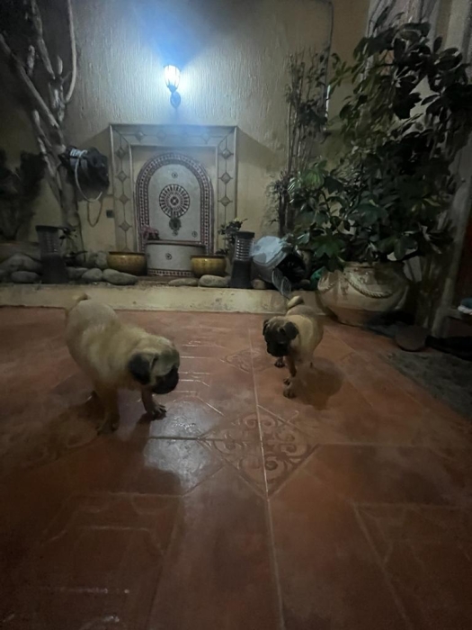 Vente de deux  carlins de race