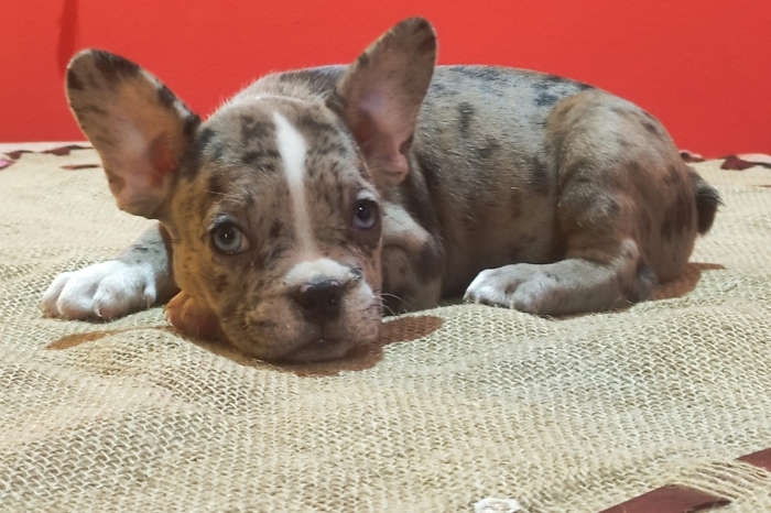 Bulldog français exotique