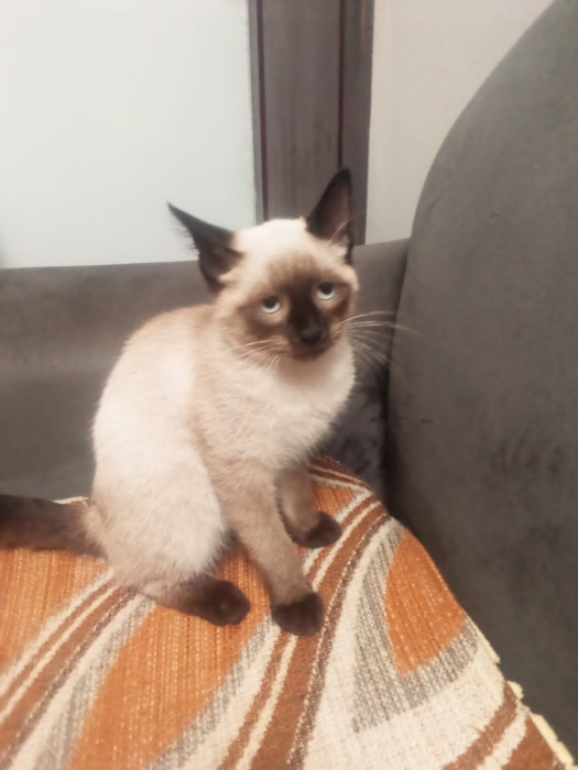 Chat siamois female à vendre