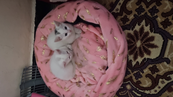 Adoption deux chatons