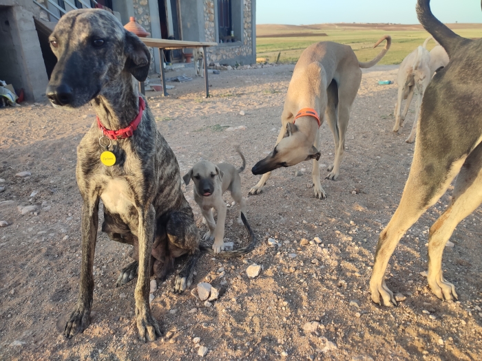 Chiots de Sloughi 2 mois adoption