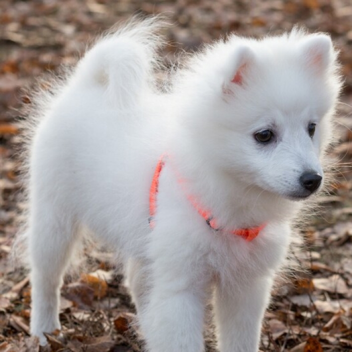 Chiot  spitz