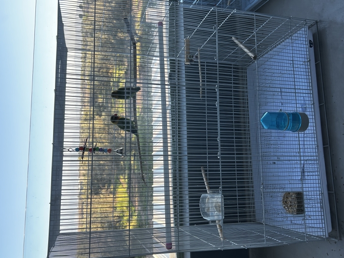 Couple inséparables bagué