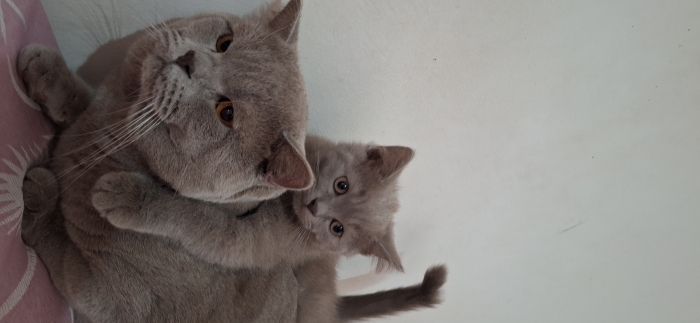 Scottish fold & british