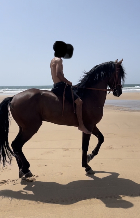 Étalon barbe- arabe