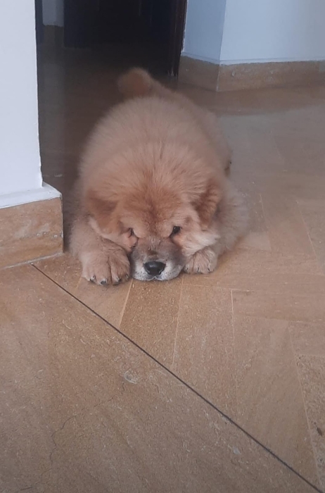 Chiots chow chow a vendre