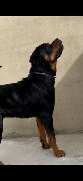 Un chien rottweiler mâle