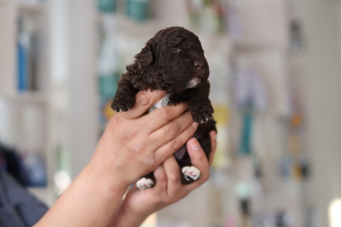 Chiots Waterdogs avec pedigree (perro de agua)