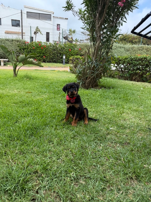 Chien Rottweiler femelle âge 9semaines vaccinée