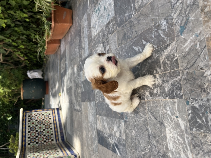 King Charles cavaliers